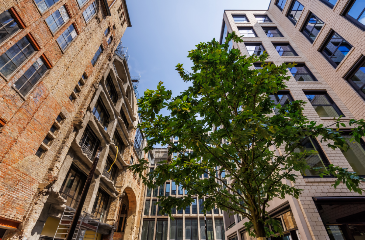 Baum und Hauswände - AM TACHELES