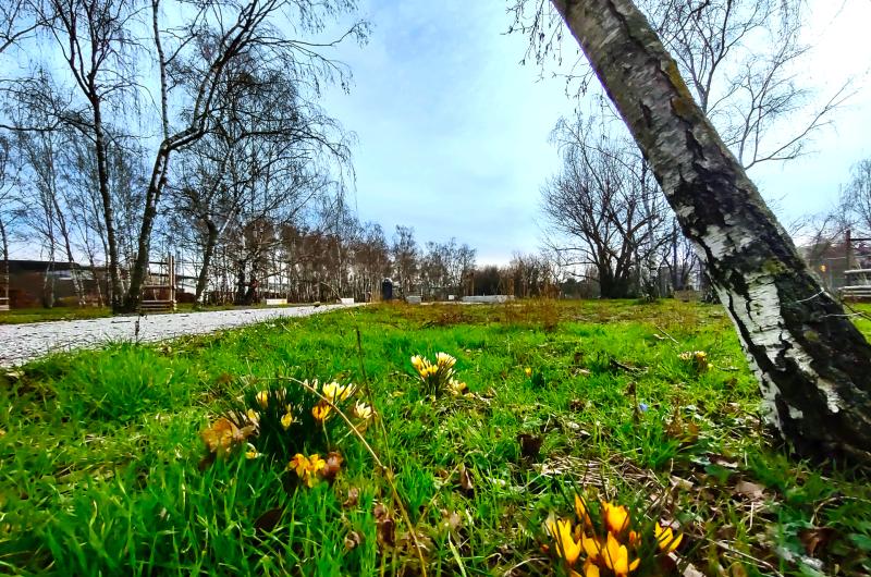 Der Frühling im Mauerpark naht